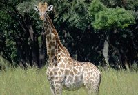 Mukuvisi young giraffe